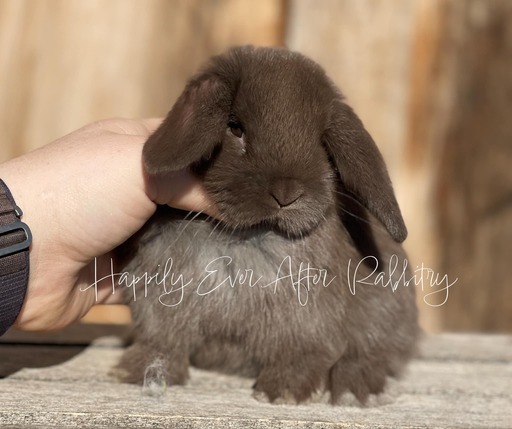 mini lop rabbits for sale