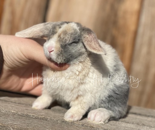 Charming bunnies seeking loving families