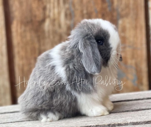 Visit Our Rabbitry for Holland Lops Near PA, NJ, and NY