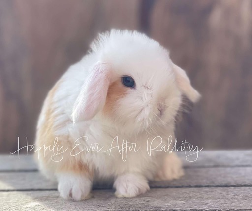 Browse our selection of rabbits for sale