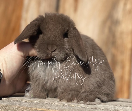 Discover Available Mini Lop Bunnies in Robesonia, PA