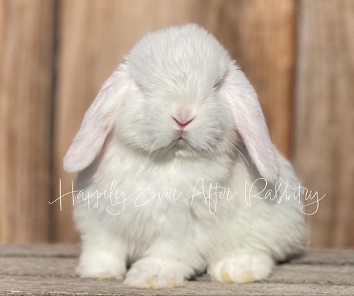 Holland Lop Bunnies Looking for Loving Homes