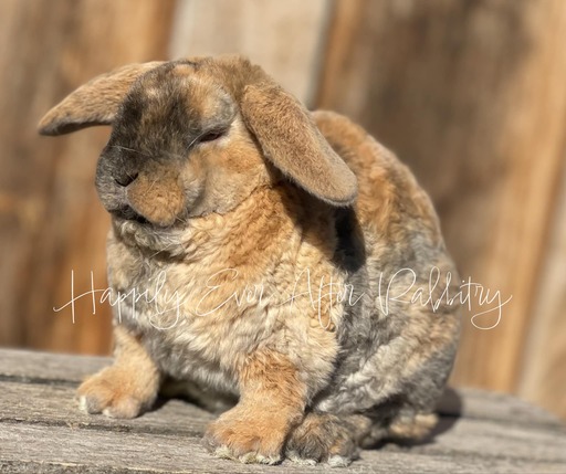 rabbit for sale near me