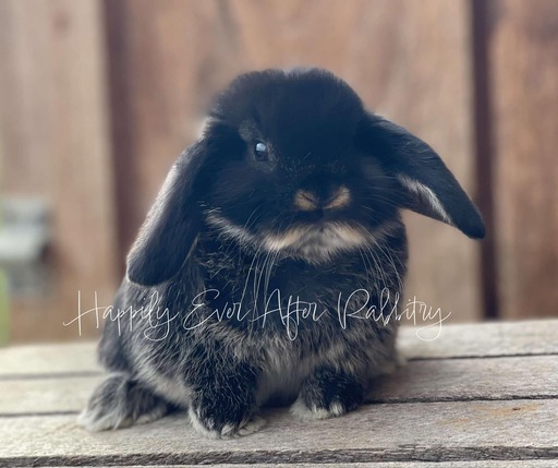 Holland Lop Bunnies for sale