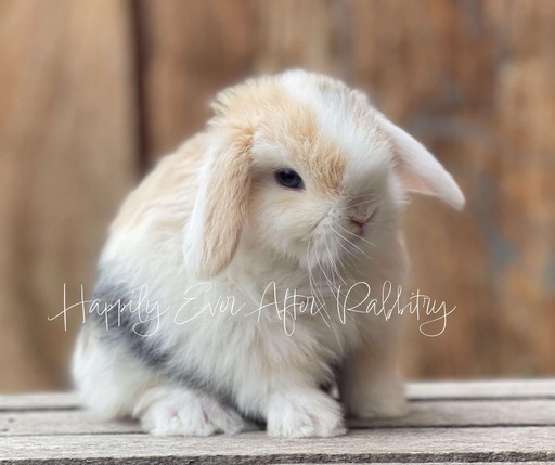 Sweet Holland Lop Bunny Looking for a Forever Home