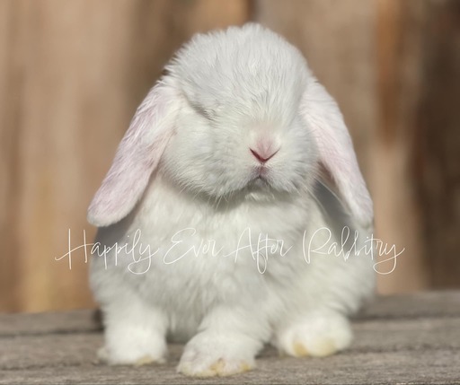 Holland Lop Bunnies Looking for Loving Homes