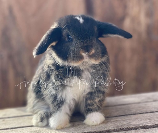 Local bunnies looking for loving homes