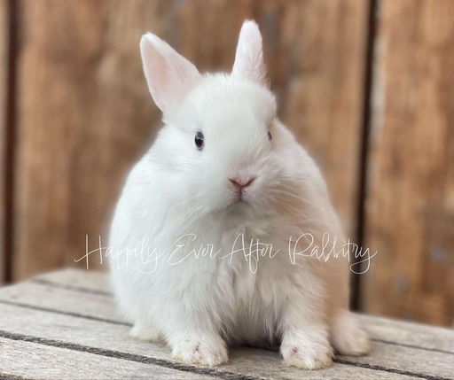 Adorable Netherland Dwarf Bunny Available for Adoption