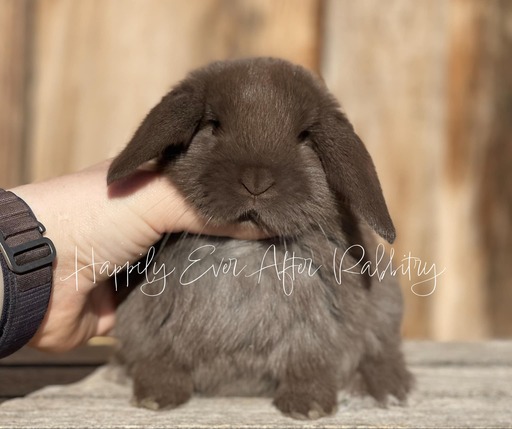 Discover Available Mini Lop Bunnies in Robesonia, PA