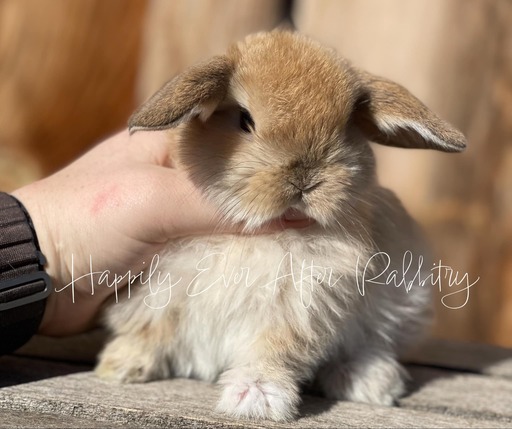 Holland Lop For Sale