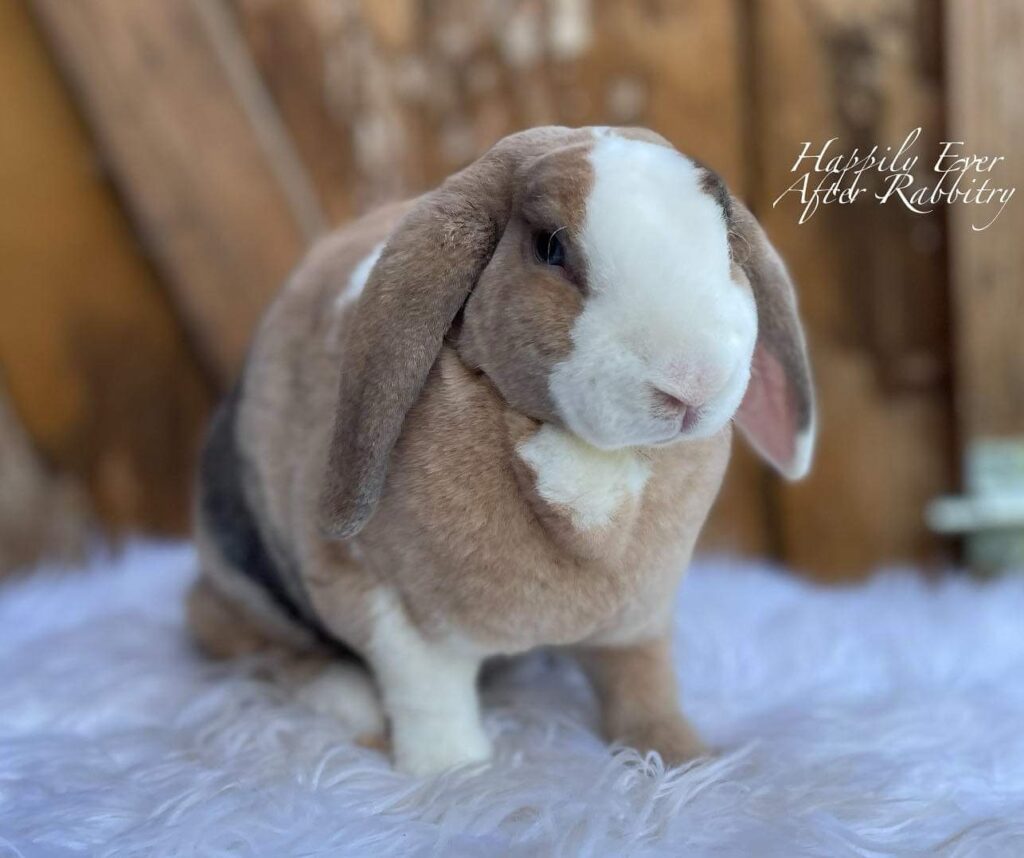 Friendly Bunnies for sale near me