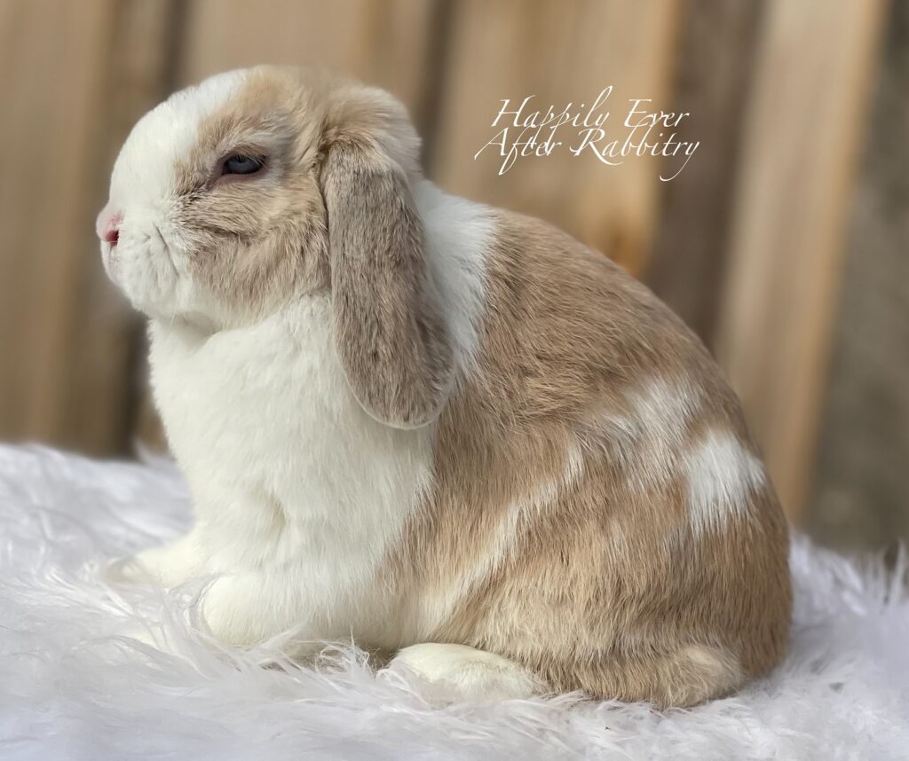 Charming Rabbits for sale near me 