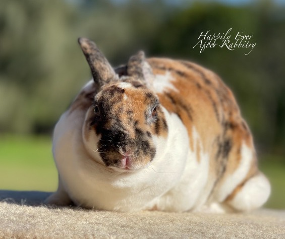 Warm Whiskers Wanted? Explore a Rabbit for Sale and Make Every Day Brighter