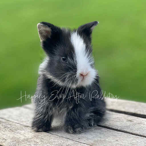 Adopt happiness today - Explore our adorable bunny for sale!