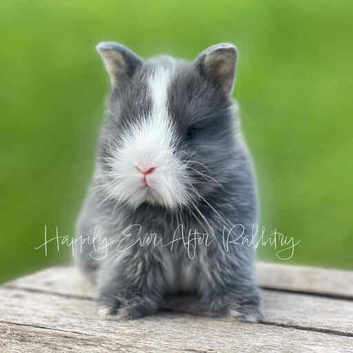Check out our selection of fluffy lionhead rabbits for sale near me