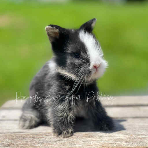 Adopt happiness today - Explore our adorable bunny for sale!