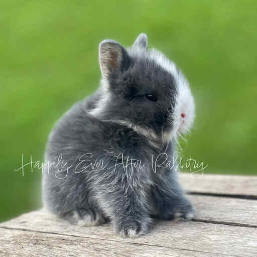 Check out our selection of fluffy lionhead rabbits for sale near me