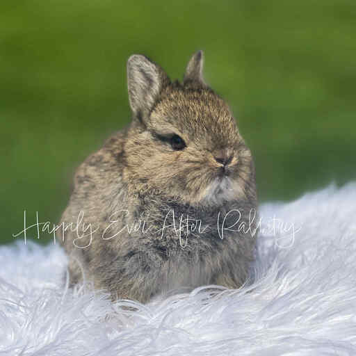 Purebred Netherland Dwarf rabbit available for adoption from reputable breeder