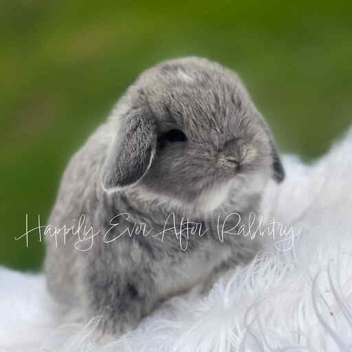 Cuddle-ready Holland Lop Bunny Seeking a Loving Family