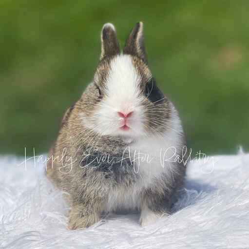 Furry Happiness Awaits: Bunnies for Sale Near You