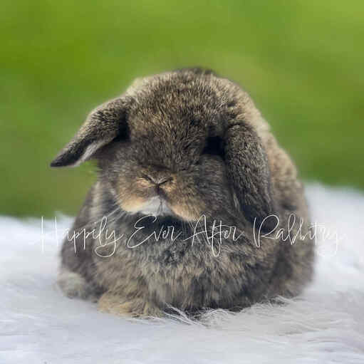 Cute and cuddly rabbits available for adoption - inquire now!