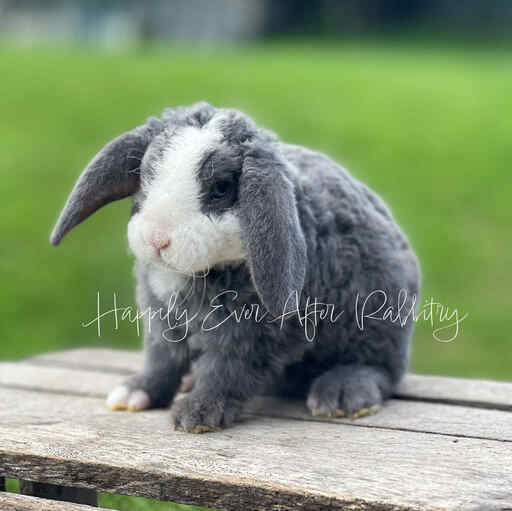 rabbits for sale near me