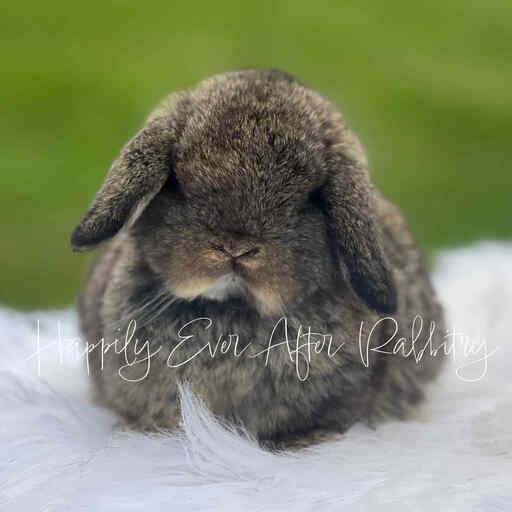 Cute and cuddly rabbits available for adoption - inquire now!