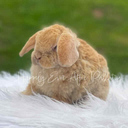 Adopt Your New Bunny Companion - Mini Plush Lop for Sale