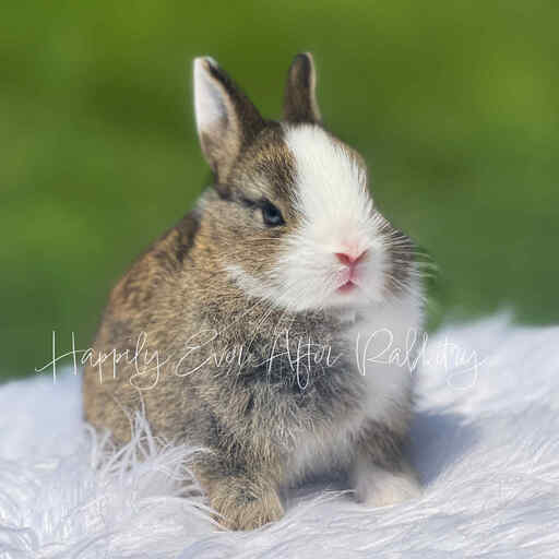 Furry Happiness Awaits: Bunnies for Sale Near You