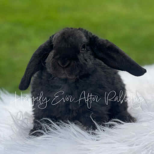 super adorable mini plush lop near me