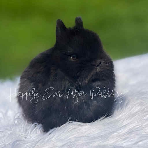 Explore Our Netherland Dwarfs - Perfect Bunnies for Sale