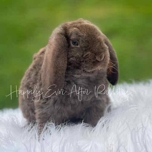 Explore Our Bunnys for Sale - Mini Plush Lop Edition