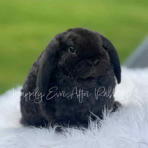 Adopt a Mini Plush Lop Bunny from Happily Ever Rabbitry - Conveniently Located in PA