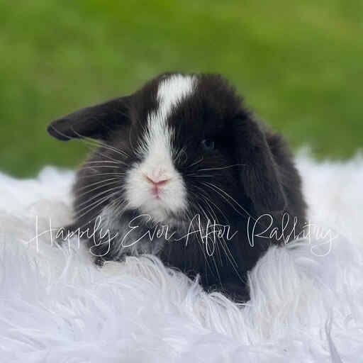 Adopt a bundle of joy - Discover our irresistible bunny for sale!