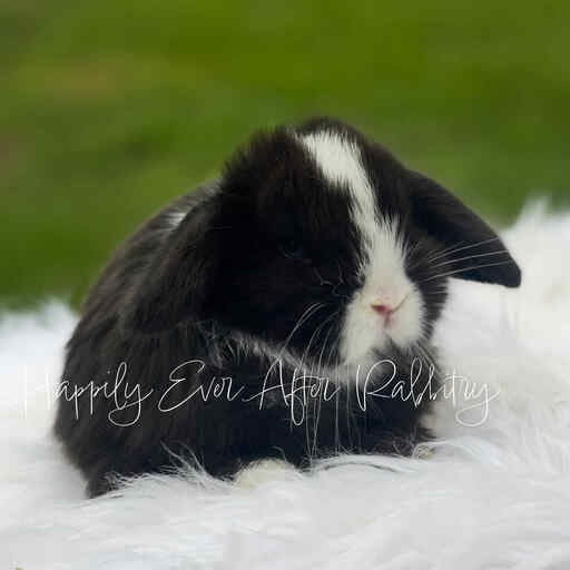 Adopt a bundle of joy - Discover our irresistible bunny for sale!