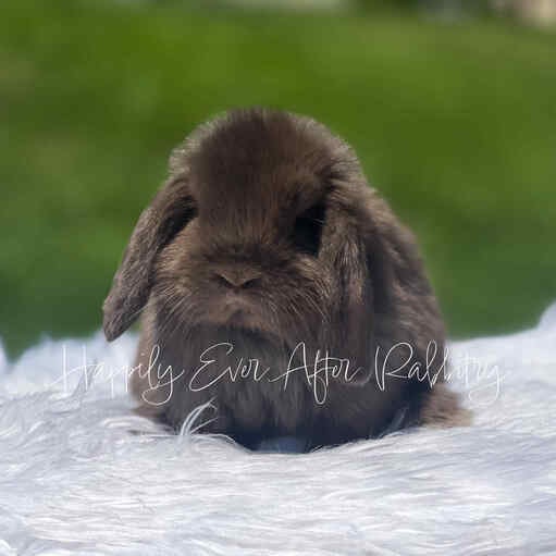 Mini Lops for sale in New Jersey