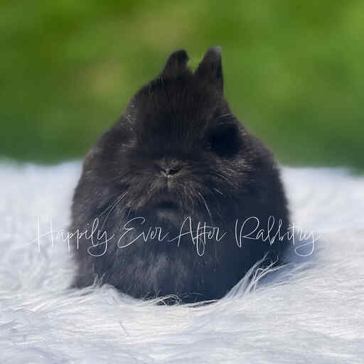 Explore Our Netherland Dwarfs - Perfect Bunnies for Sale