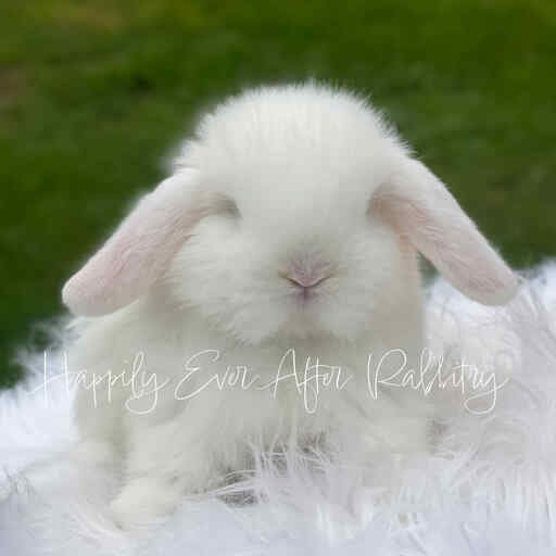 Blue-Eyed Holland Lops bunnies for sale