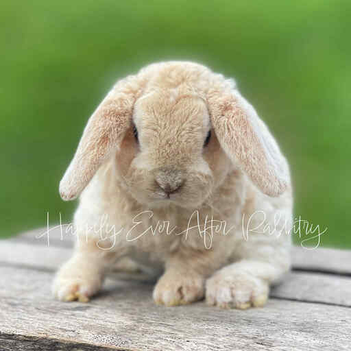 Mini Plush Lop Bunnies Looking for Loving Homes