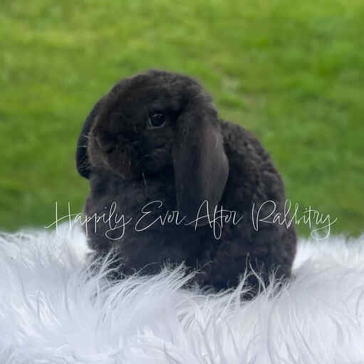 Adopt a Mini Plush Lop Bunny from Happily Ever Rabbitry - Conveniently Located in PA