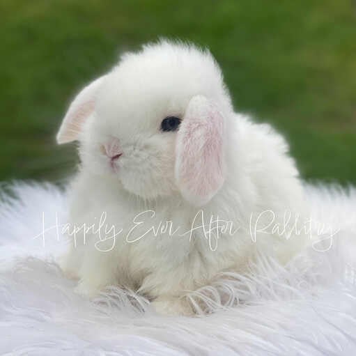 Explore nearby happiness - Find your adorable rabbits for sale today!
