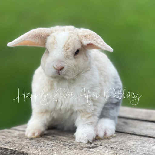 Adorable Mini Plush Lop Bunny Available for Adoption