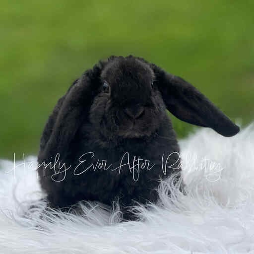 super adorable mini plush lop near me