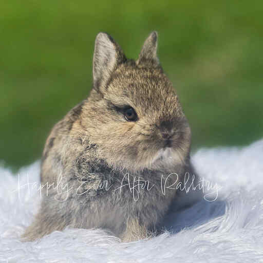 Purebred Netherland Dwarf rabbit available for adoption from reputable breeder