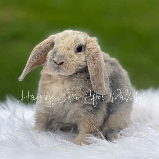Adorable rabbit for sale - Mini Plush Lop edition!