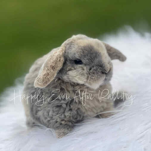 Adopt a Playful Mini Plush Lop Bunny Today
