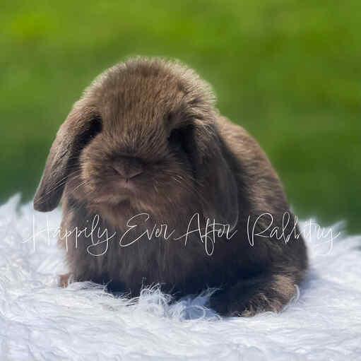 Mini Lops for sale in New Jersey