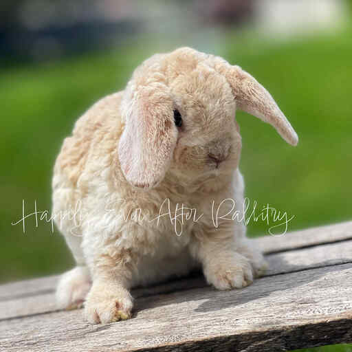Mini Plush Lop Bunnies Looking for Loving Homes