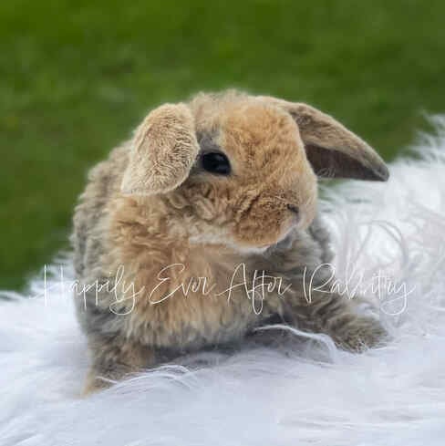 Visit Our Rabbitry for Mini Plush Lops Near Philadelphia, PA 