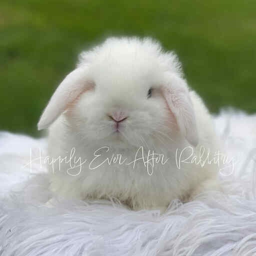 Explore nearby happiness - Find your adorable rabbits for sale today!